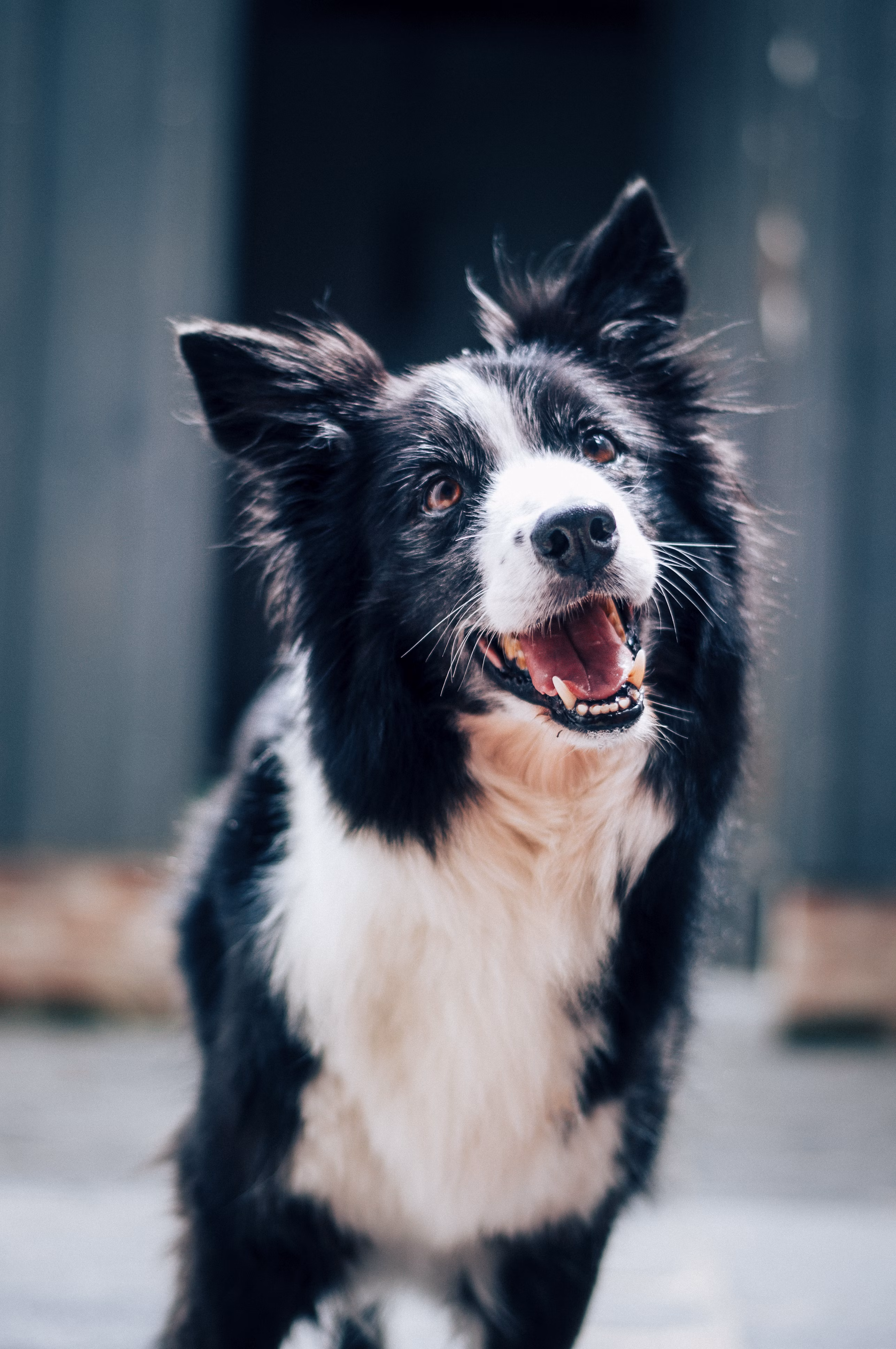 Pet
